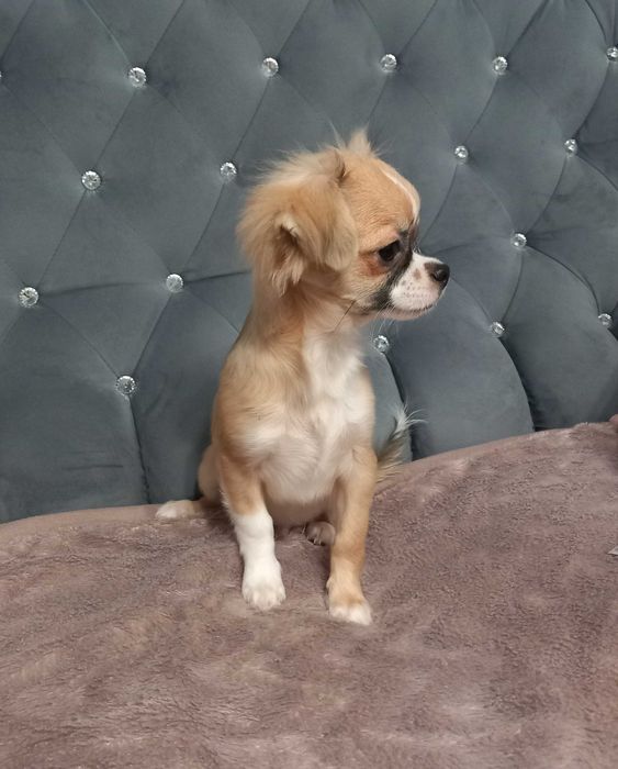 Piesek Chihuahua
