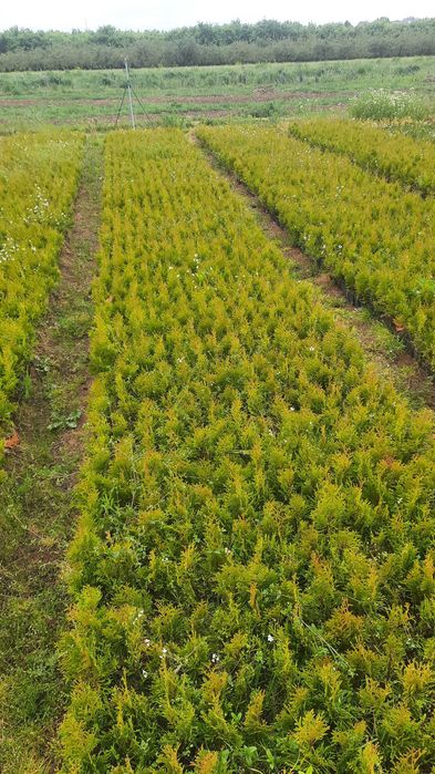 Tuja szmaragd p9. 1.8zł.20-30cm. brabant świerk pospolity srebrny .