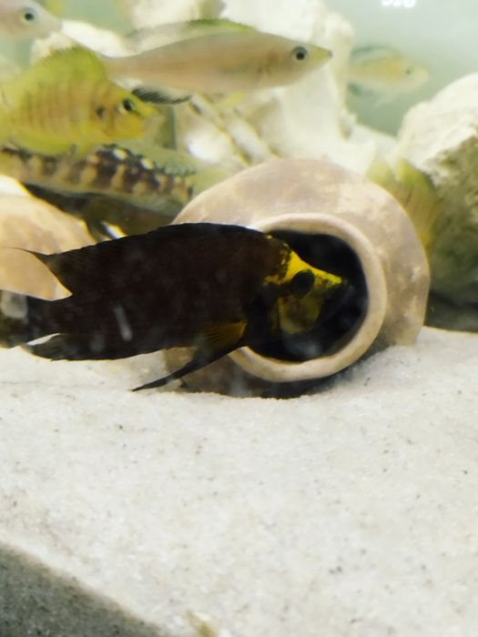 Altolamprologus compressiceps gold head 4 tanganika