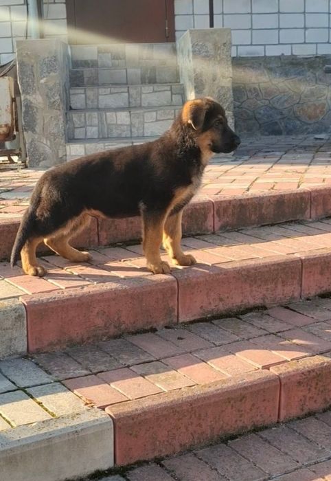 Немецкая овчарка!!!