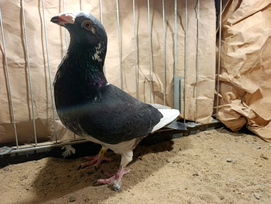 Samica pocztowa staropolska 2024