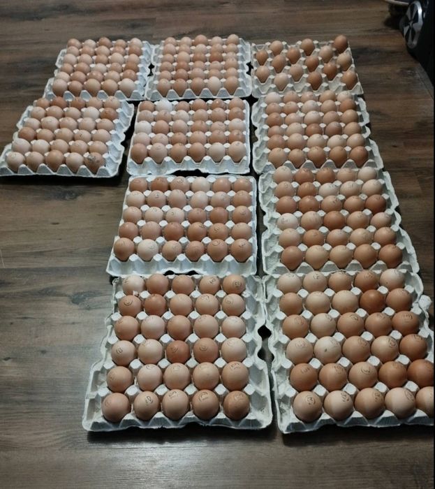 Яйце інкубаційне Гріз бар