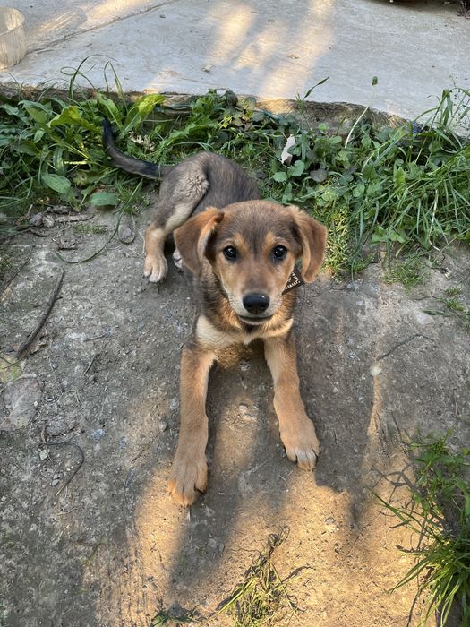 Метис овчарки в добрі руки