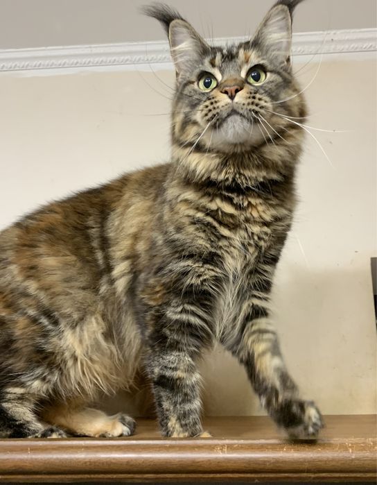 Недорого кішечка мейн-кун з документами