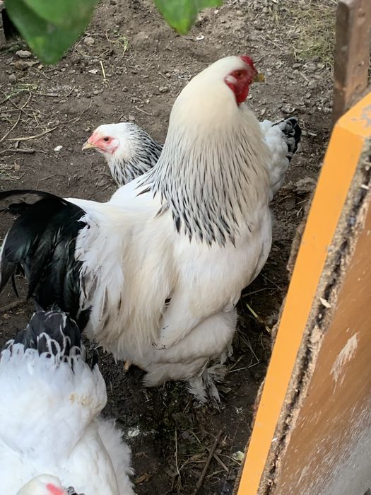 Vendo galo Brahma pura raça com 11 meses