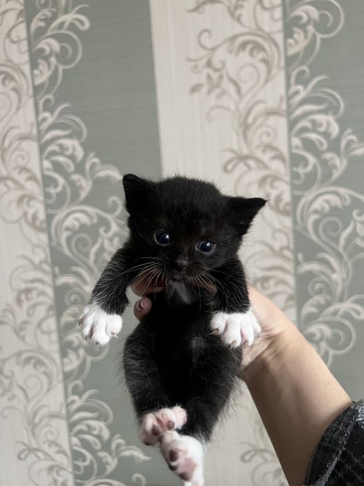 Віддам кошенят у хороші руки