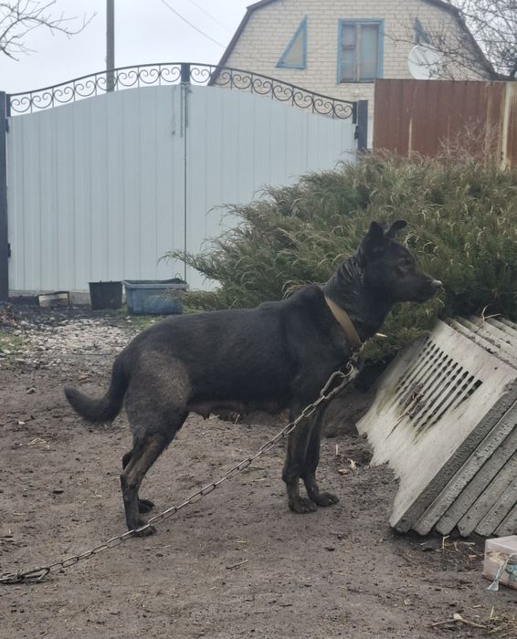 Отдам щенка девочка 2 месяца