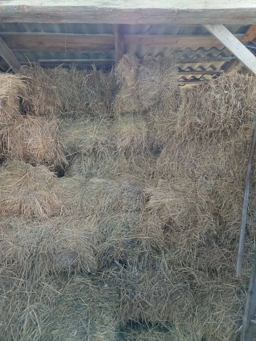 Продам сіно тюки.