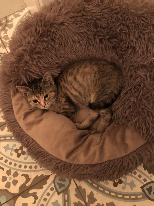 Śliczna pręgowana 3,5 miesięczna mała kotka do adopcji