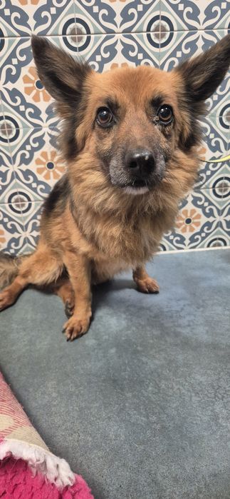 Mały piesek okolo 3 lata