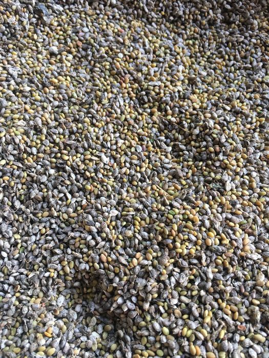 Nostrzyk żółty dwuletni zostalo 130 kg