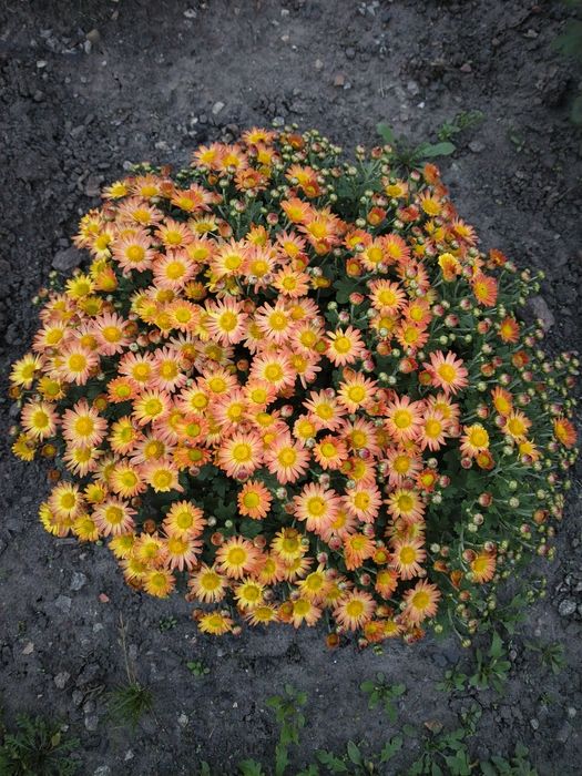 Корейка,висока ромашка,мультифлора біла