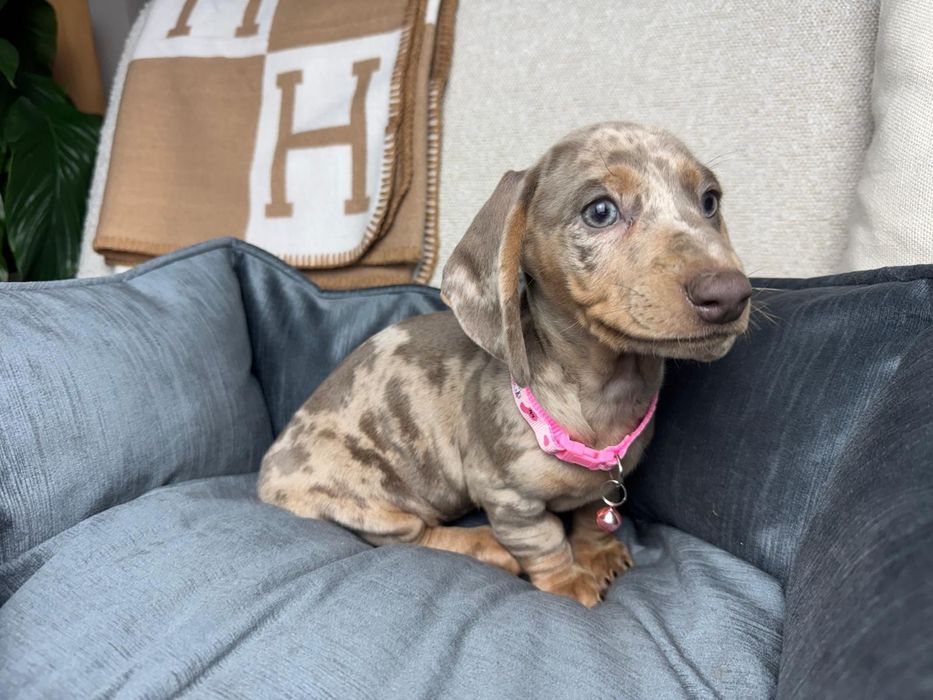 jamnik miniaturowy szczeniak