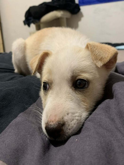 Szczeniak suczka za darmo