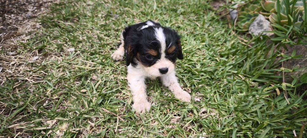 Cavalier king charles criado em ambiente familiar