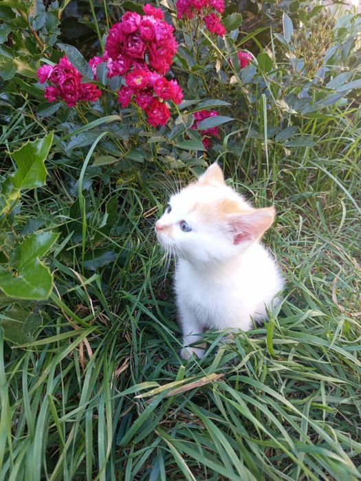 Котенята в хороші руки