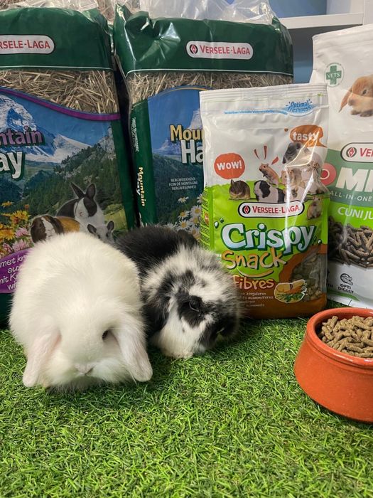 Coelho Anão Mini Lop Belier - LOJA!!