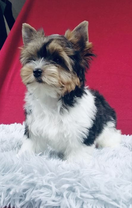 York piesek Biewer Yorkshire Terrier Yorki