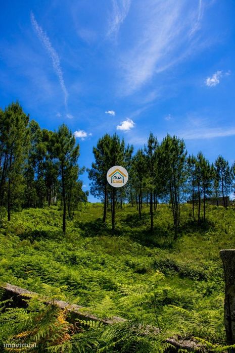 Terreno para Construção em Zona de Elevado Potencial –  Olival | Vila