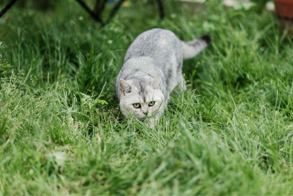 Злучка прямовухий кіт