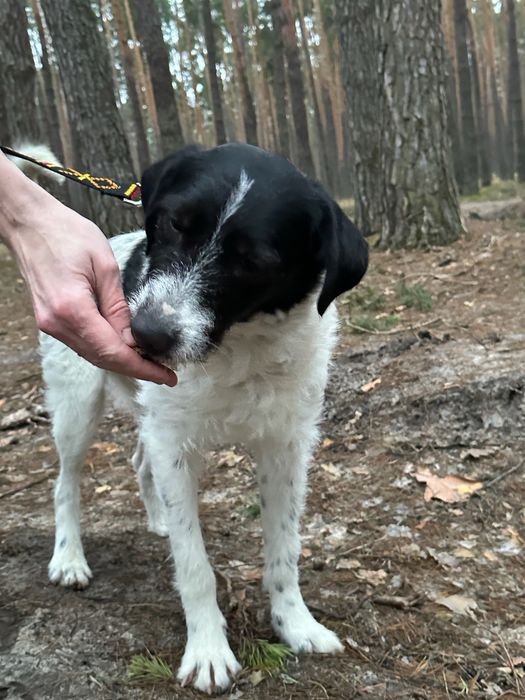 Шукаю відповідальну сімʼю для собаки