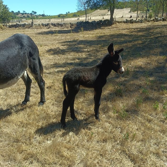 2 Burros com 2 meses