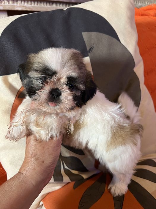 Shi-tzu excelente  femea mini