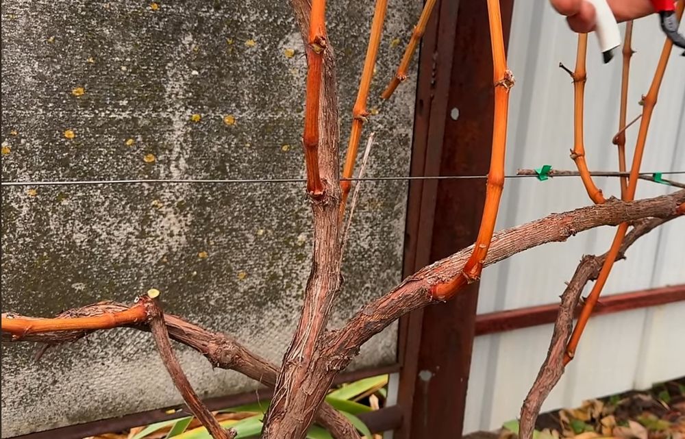 Садівник, обробка і обрізка дерев, винограду, кущів і тд.