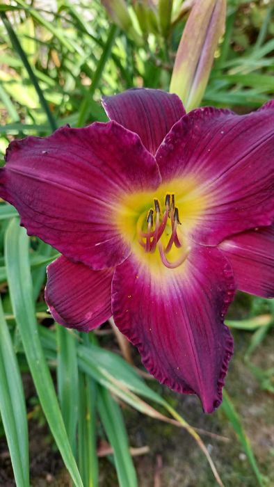 Liliowce wielkokwiatowe.