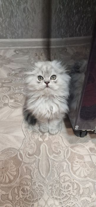 Мальчик вислоушка персидская серебристая шиншила