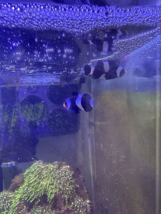 Vendo aquario marinho uegente