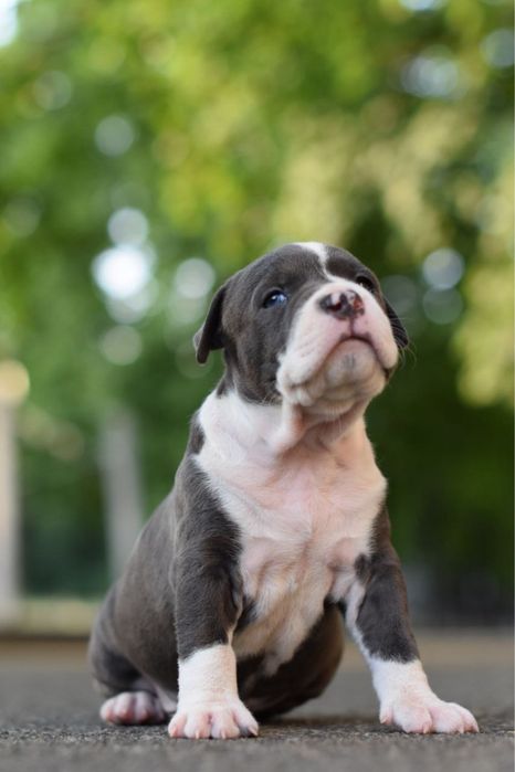 Кобель.Идеальные щенки стафф терьера) скорей успей сделать свой выбор)