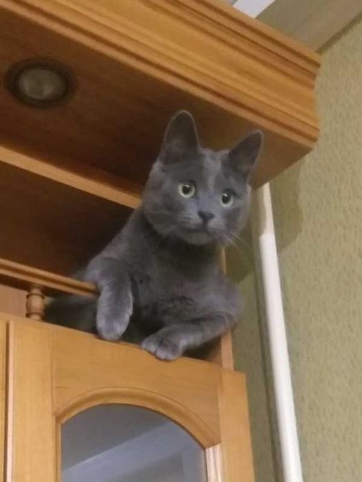 Кошенята шукають доміку