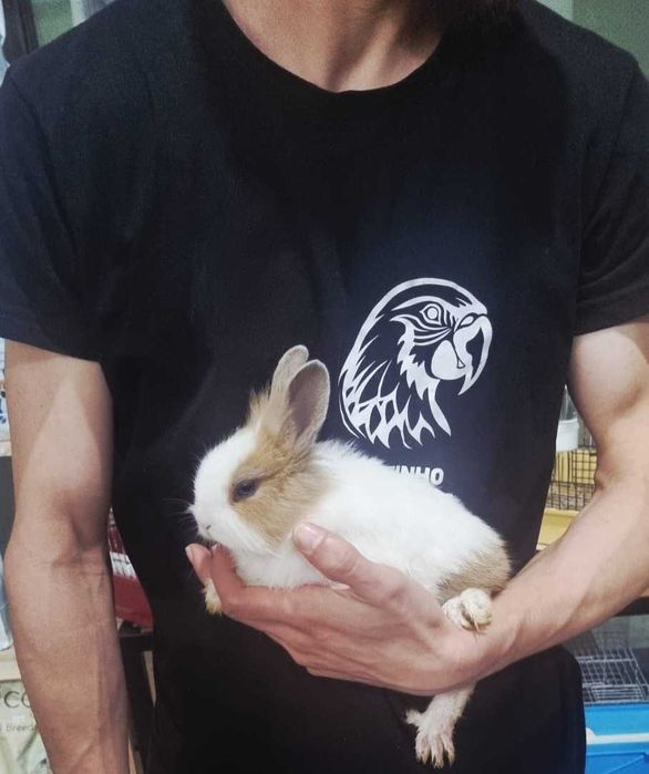 Coelhos anões 2026