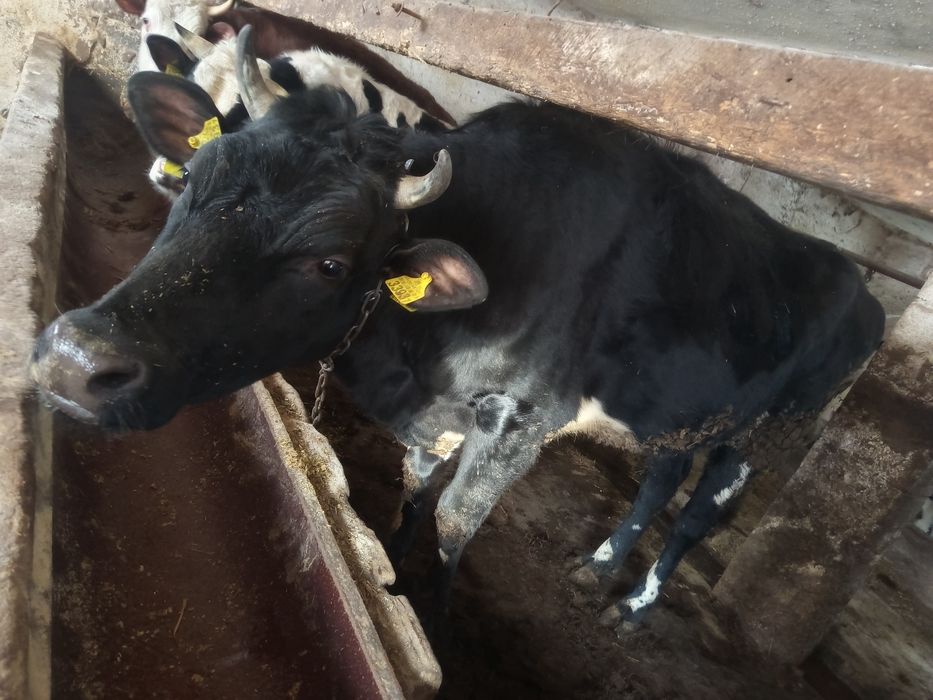 Jałówka półtora roku