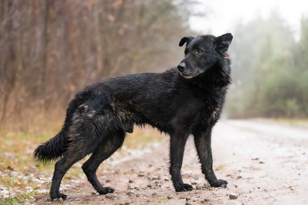 Duży czarny łagodny psiak - Charon szuka swojej rodziny do kochania