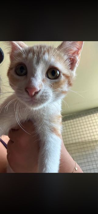 Gatinhas para adocao responsavel