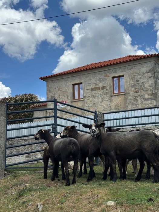 Carneiro P3 puro com 5 anos