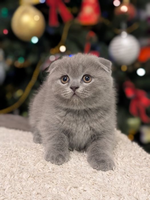 Шотландський хлопчик Ксандер