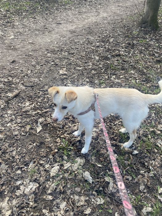 Дівчинка красуня шукає дім