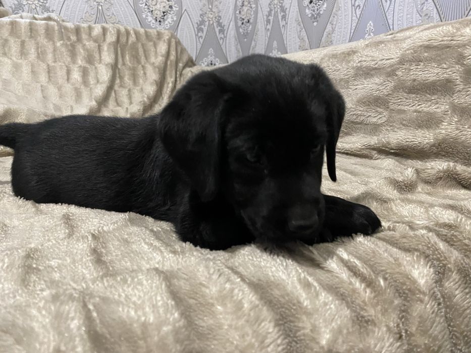 Цуценя лабрадора бронюваня