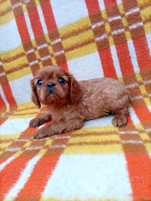 Samiec cavalier king spaniel