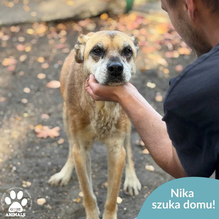 Nika szuka spokojnego, pełnego miłości domu!