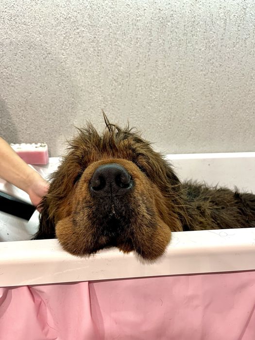 Грумінг у Винниках