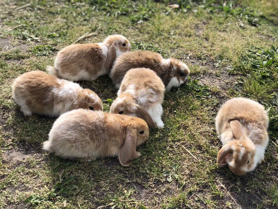 Кролі породи Французький Баран і Полтавське Срібло