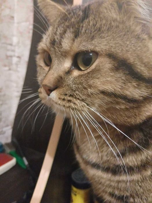 Отдам в хорошие руки