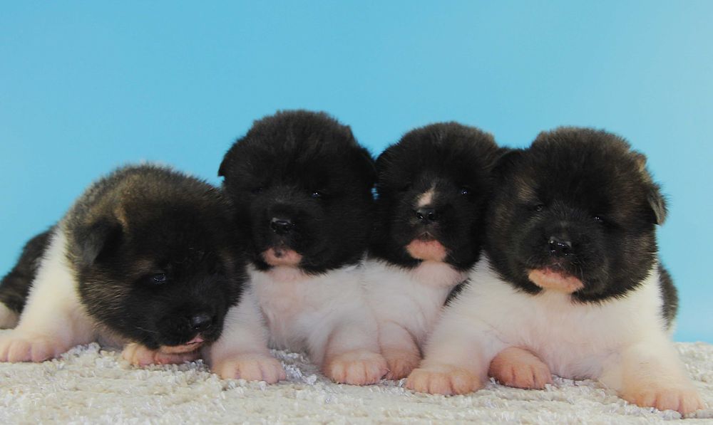 Ми – команда Акіта-цуценят! Шукаємо своїх Людей!