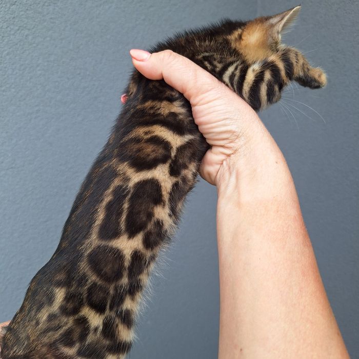 Kotka  bengalska Kocięta bengalskie