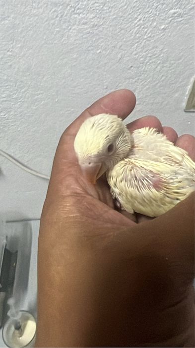 Bebes de agapornis