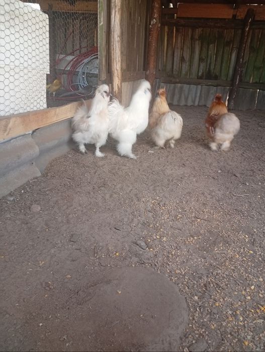 Koguty jedwabiste silki